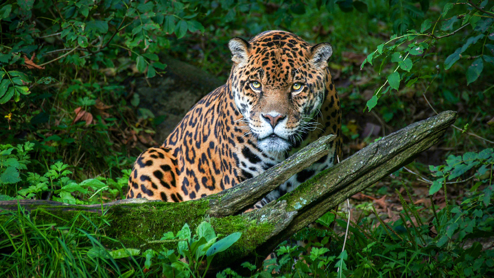 Das größte Feuchtgebiet der Welt beherbergt einige der exotischsten Wildtiere des Planeten, von farbenfrohen Hyazinthara-Aras bis zu majestätischen Jaguaren - (Foto: ©Hugo lightorflight.com/500px)