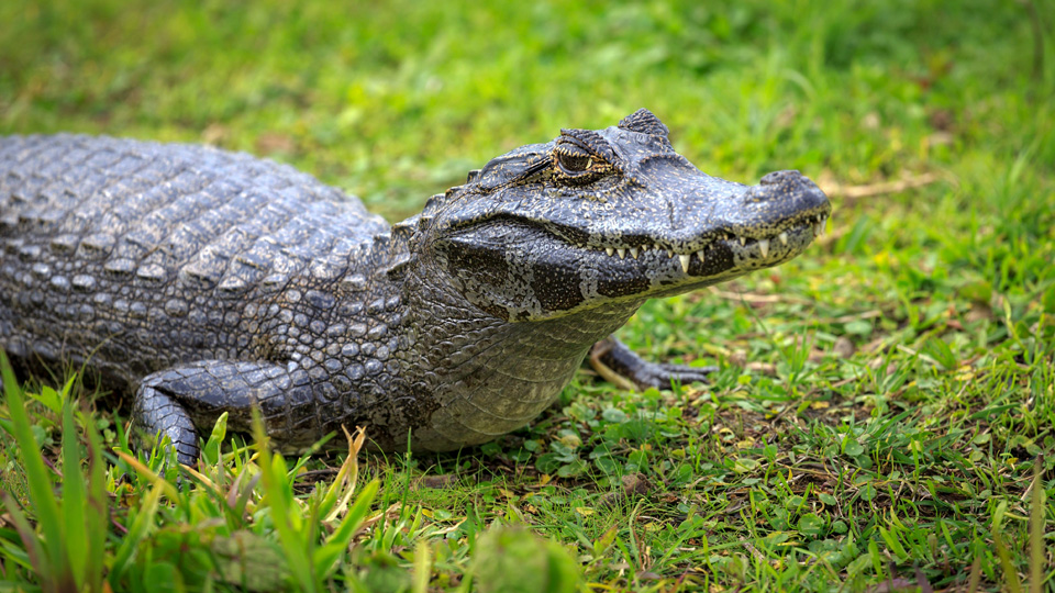 Am Ufer der labyrinthischen Wasserstraßen des Pantanal lassen sich Kaimane entdecken. - (Foto: ©sunsinger/Shutterstock)