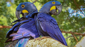 Der Hyazinth-Ara ist nur eine von Hunderten spektakulärer Arten im Pantanal - (Foto: ©Uwe Bergwitz/Shutterstock)