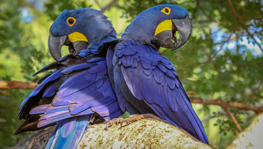 Der Hyazinth-Ara ist nur eine von Hunderten spektakulärer Arten im Pantanal - (Foto: ©Uwe Bergwitz/Shutterstock)