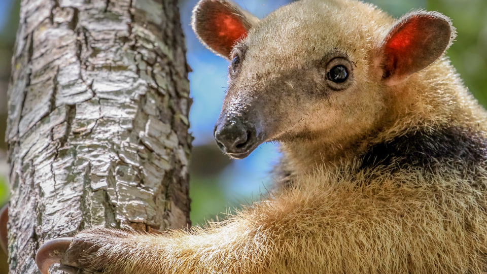 Vergiss nicht, während deiner Tour durch das Pantanal aufzuschauen - du weißt nie, wer dich anstarrt - (Foto: © Uwe Bergwitz/Shutterstock)