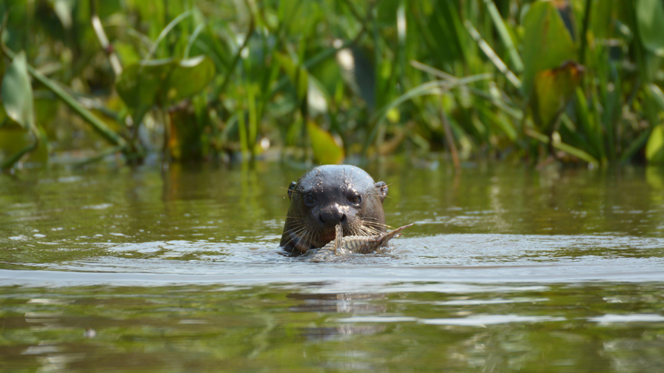 Die riesigen Flussotter des Feuchtgebietes können bis zu 1,7 Meter lang werden - (Foto: ©Nicola B/Shutterstock)