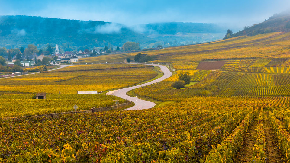 Wer auf der Route des Grands Crus entlangfährt, erfährt allerhand über die weltberühmten Weine des Burgunds - (Foto: © javarman3 / Getty Images)