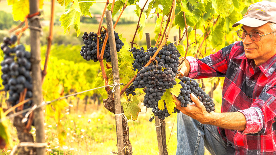 Die Weinlese findet in Burgund normalerweise im September statt - (Foto: © fotoluk1983 / Getty Images)