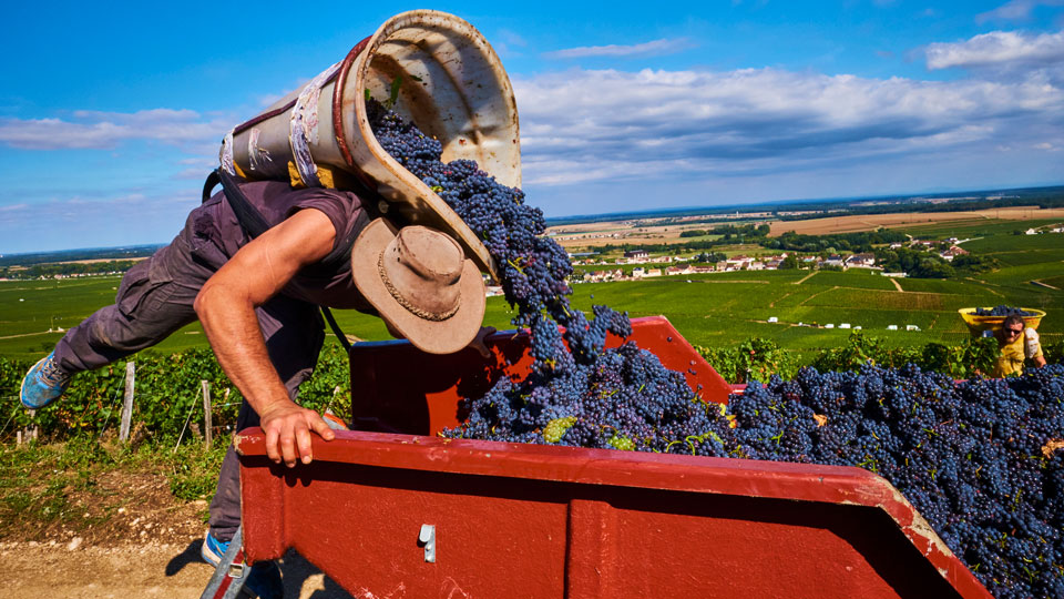 Eine Weinprobe auf einem burgundischen Weingut muss nicht das Budget sprengen - (Foto: © Tuul & Bruno Morandi / Getty Images)