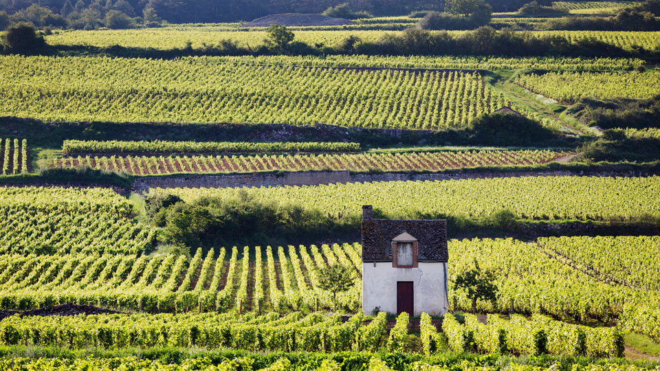 Wer der Route des Grands Crus folgt, lernt einige der besten Weine der Welt und ihre Ursprungsorte kennen - (Foto: © duchy / Shutterstock)