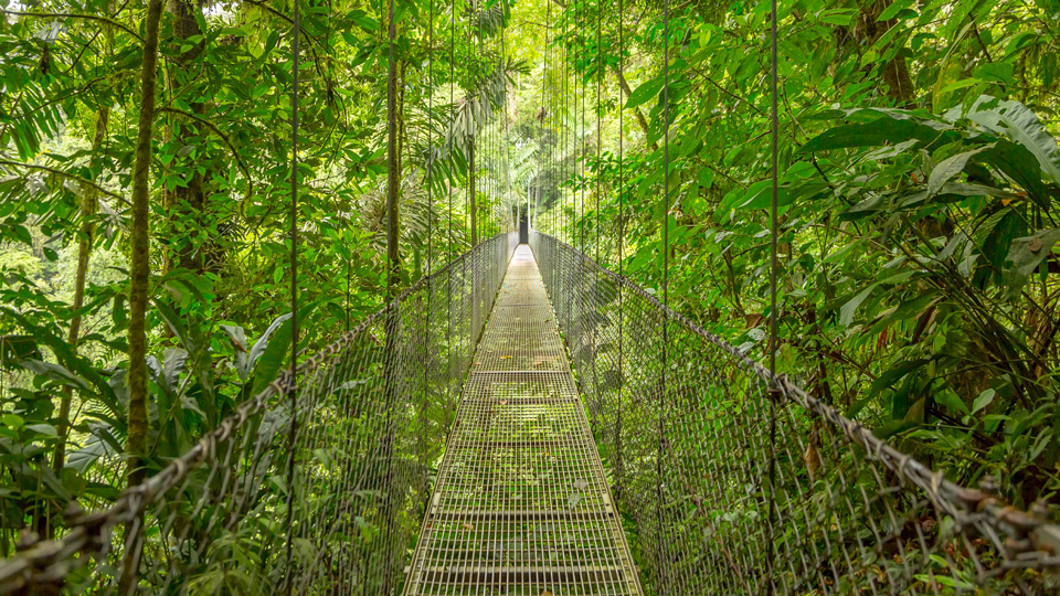 Monteverde und Santa Elena sind Startpunkte für unvergessliche Wanderungen hoch oben in den Baumwipfeln Costa Ricas. - (Foto: ©DmitriyBurlakov/Getty Images)