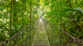 Monteverde und Santa Elena sind Startpunkte für unvergessliche Wanderungen hoch oben in den Baumwipfeln Costa Ricas. - (Foto: ©DmitriyBurlakov/Getty Images)