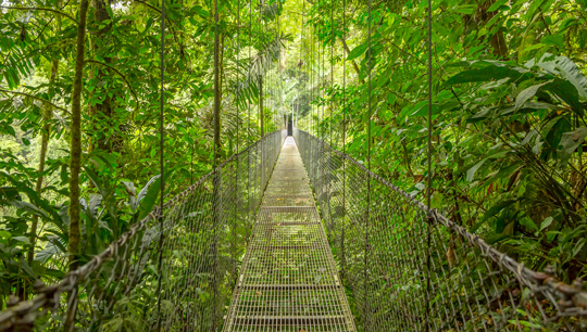 Monteverde und Santa Elena sind Startpunkte für unvergessliche Wanderungen hoch oben in den Baumwipfeln Costa Ricas. - (Foto: ©DmitriyBurlakov/Getty Images)