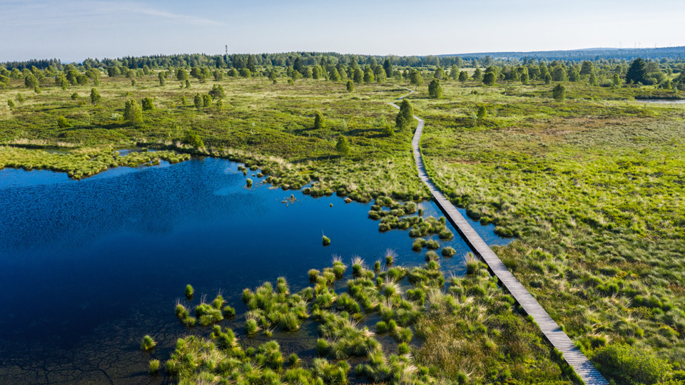 Mit wasserfesten Schuhen kilometerweit auf Holzplanken durch das faszinierende Hochmoor - (Foto: ©r.classen/Shutterstock.com)