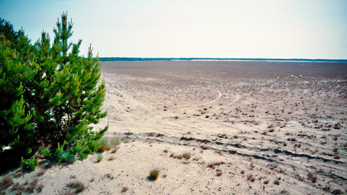 Die Lieberoser Wüste - (Foto: Von J.-H. Janßen - Eigenes Werk, CC BY-SA 3.0, https://commons.wikimedia.org/w/index.php?curid=19910357)