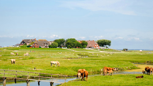 Auf der Hallig Hooge - (Foto: ©maunzel/istock.com)