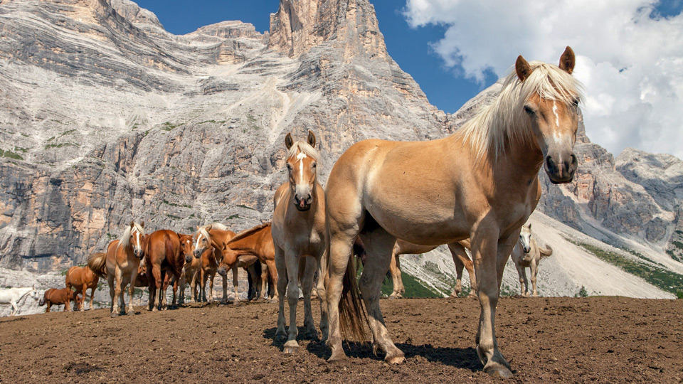 Pferde unterhalb des Monte Pelmo in den italienischen Dolomiten - (Foto: ©DanielPrudek/Getty Images)