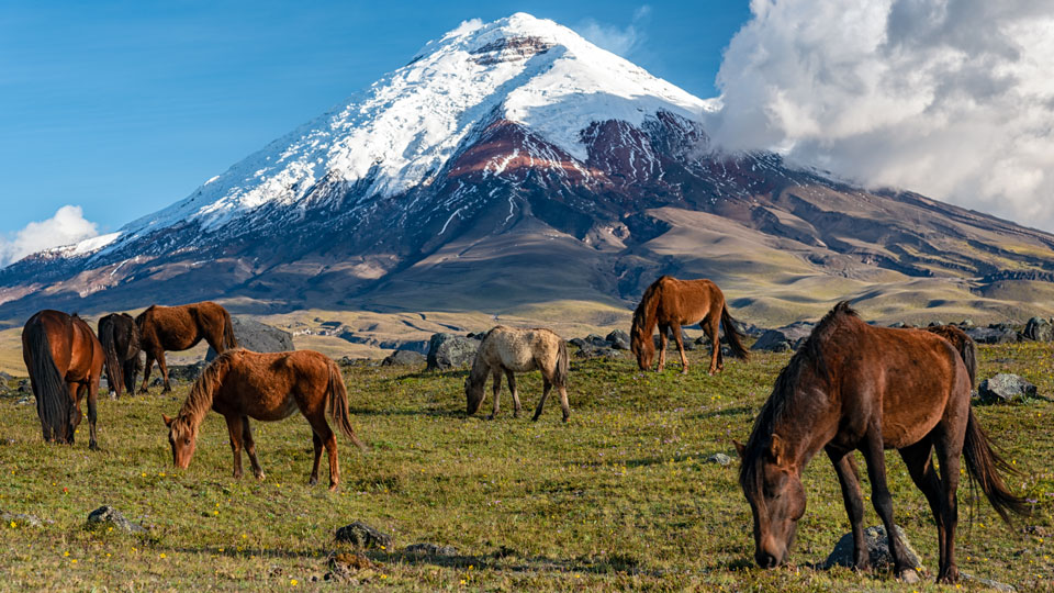 Majestätischer Blick auf den Cotopaxi - wer den Gipfel besteigen möchte, startet um Mitternacht und steigt durch den Gletscher nach oben - (Foto: Jonatas Neiva / Shutterstock)