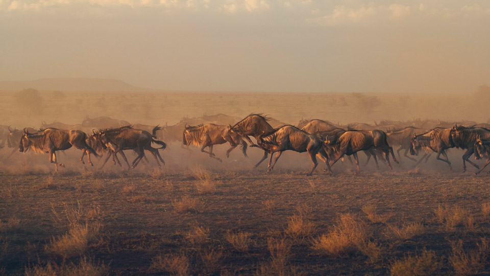 Millionen von Gnus begeben sich jedes Jahr auf eine Reise durch die Serengeti - (Foto: © Colin D. Young / Shutterstock)