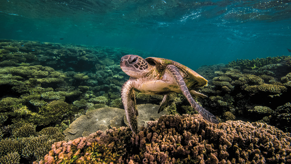 Als Mitglied einer Expedition kannst du beispielsweise dabei helfen, das Leben von Meeresschildkröten zu erforschen - (Foto: © OLICLIMB / Shutterstock)