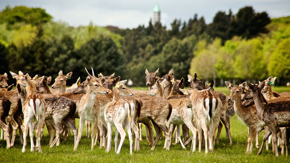 Aus nächster Nähe: Damhirsche im Phoenix-Park - (Foto: © Design Pics / Patrick Swan/Gett)