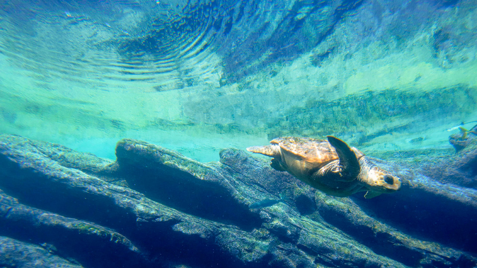 Eine Schildkröte schwimmt gemächlich in einem Aquarium der Shaka Marine World in Durban - (Foto: © Gallo Images/Getty Images)
