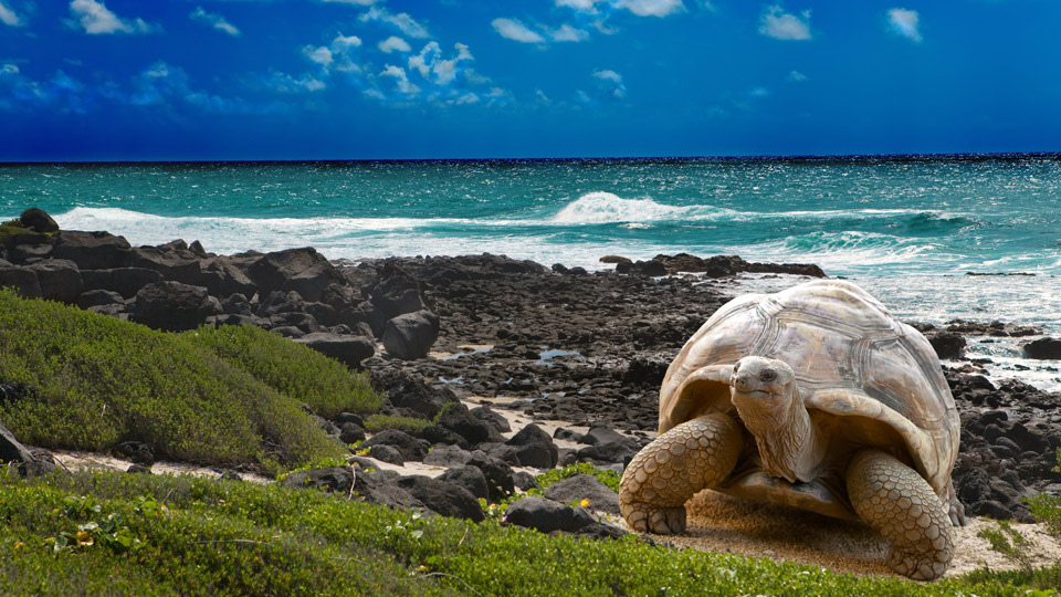 Nachhaltig auf die Galapagosinseln reisen und die sagenhaften Riesenschildkröten erleben - (Foto: ©Konstik/Getty Images)