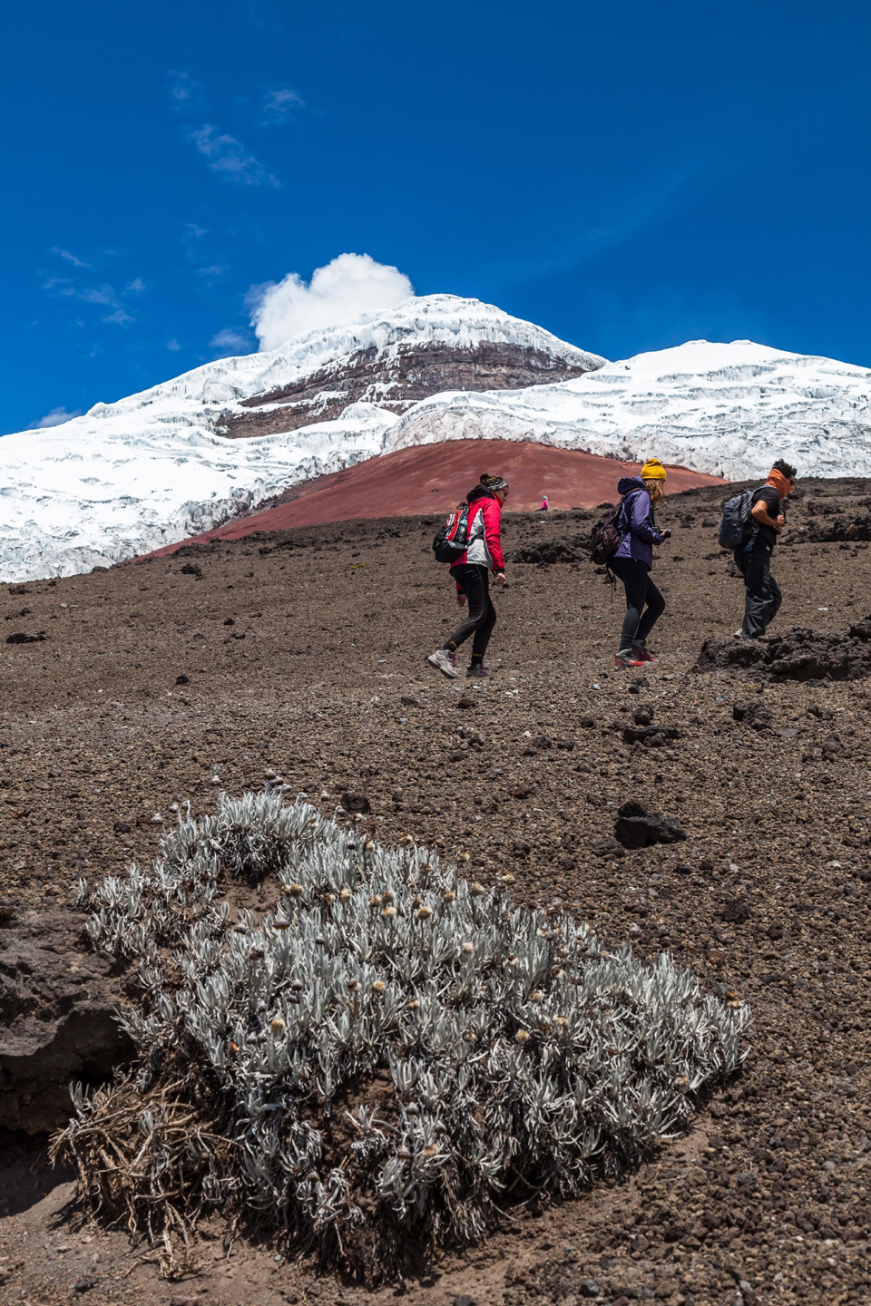 Wanderung entlang der Kulisse des berühmten Vulkans Cotopaxi - (Foto: ©Ecuadorpostales/Shutterstock)