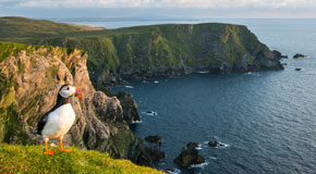 Die entlegensten Gebiete Europas überraschen mit einer exotischen Tierwelt – wie dieser atlantische Papageientaucher auf den Shetlandinseln - (Foto: © James Warwick / Getty Images)