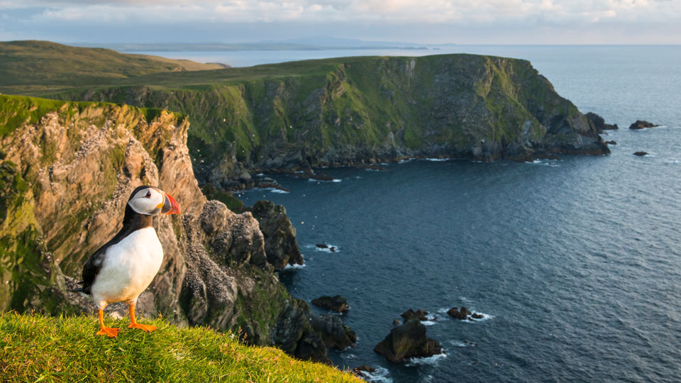 Die entlegensten Gebiete Europas überraschen mit einer exotischen Tierwelt – wie dieser atlantische Papageientaucher auf den Shetlandinseln - (Foto: © James Warwick / Getty Images)