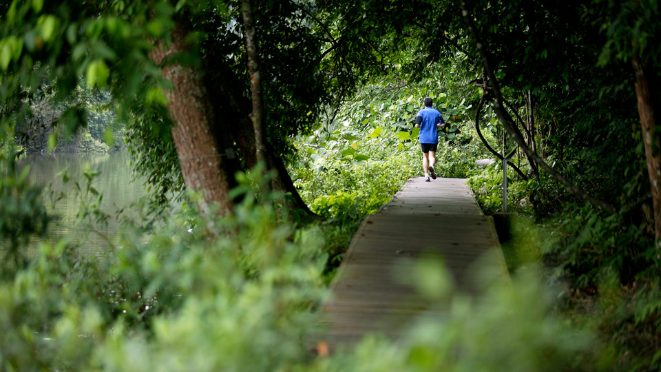 Der Coast to Coast Trail in Singapur verbindet das MacRitchie Reservoir mit anderen städtischen Grünflächen - (Foto: © Mervin Chua / Lonely Planet)