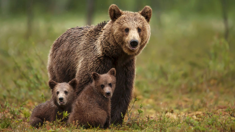 Wenn du Glück hast, siehst du eine Braunbärin mit Jungen - (Foto: © Giedriius / Shutterstock)