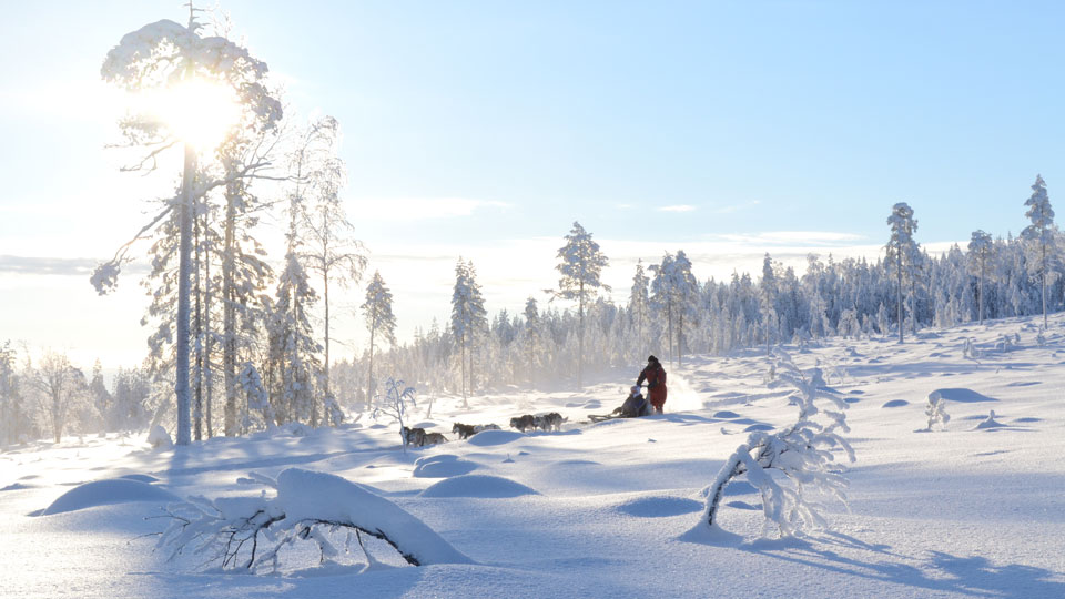 Hundeschlittenfahrten sind in Finnland jahrhundertealte Tradition und die Betreiber beschreiten neue Wege, um die Tiere zu entlasten - (Foto: © kiin / Shutterstock)