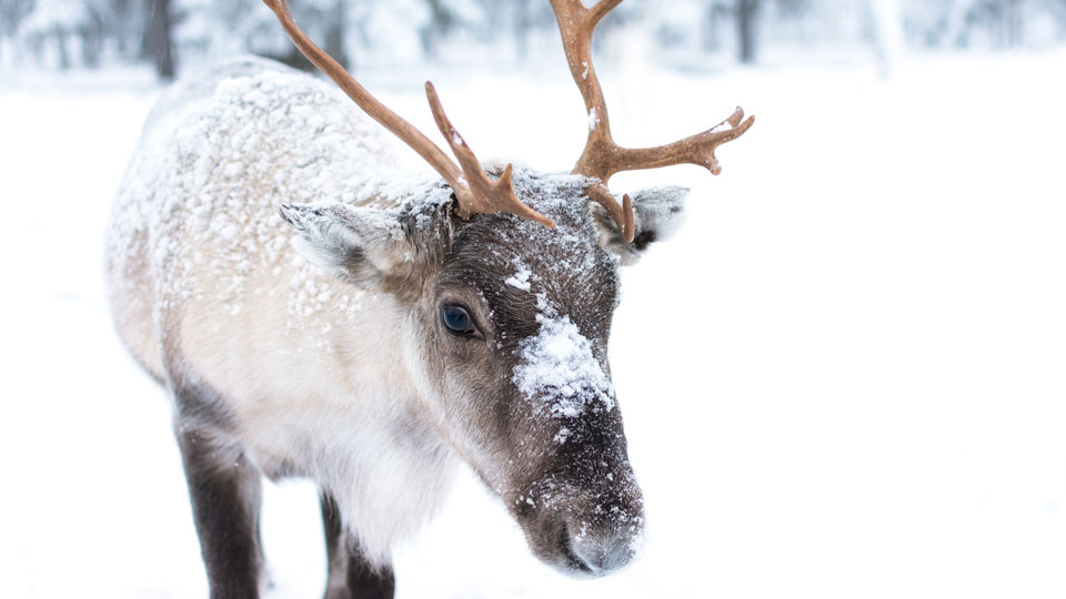 Es besteht eine tiefe seelische Beziehung zwischen den Sami und ihren Rentierherden - (Foto: © Jellis Vaes / Shutterstock)