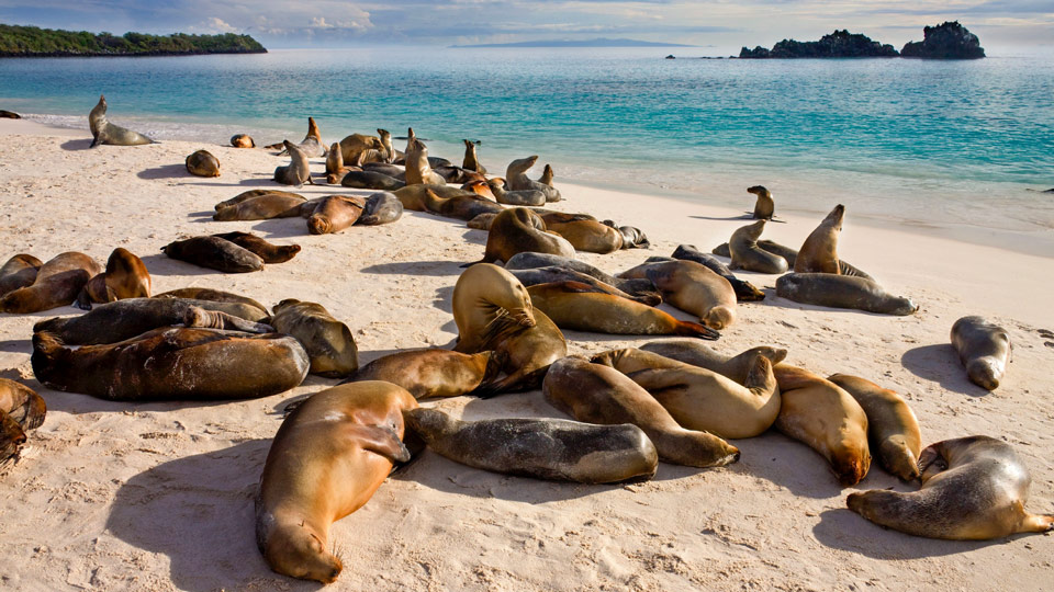 Wildlebende Tiere wie diese Robben gibt es zahlreich - (Foto: ©Steve Allen/Shutterstock)