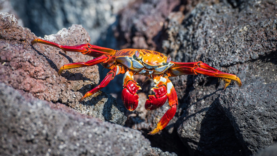Mit Tierbeobachtungen lassen sich viele Stunden verbringen - wie mit diesen roten Krabben am felsigen Strand - (Foto: ©nwdph/Shutterstock)