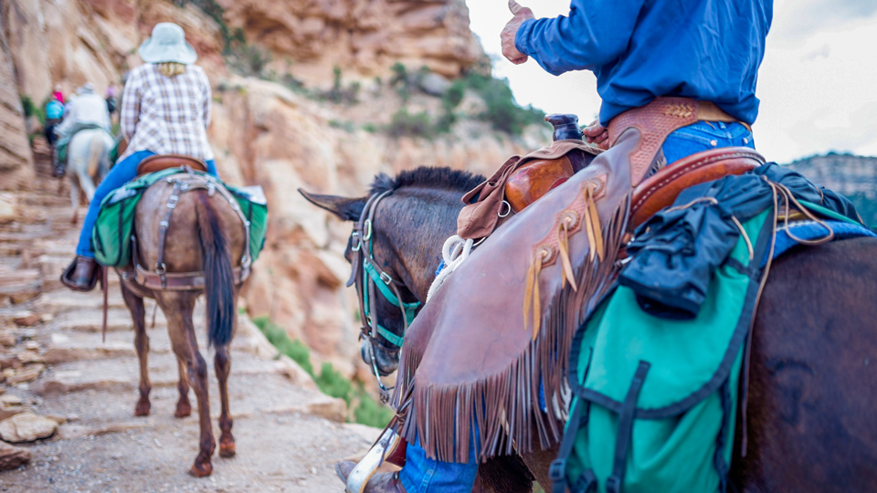 Maultierausflüge sind ein Abenteuer für sich - (Foto: ©Daniel Vine Garcia/Getty Images)