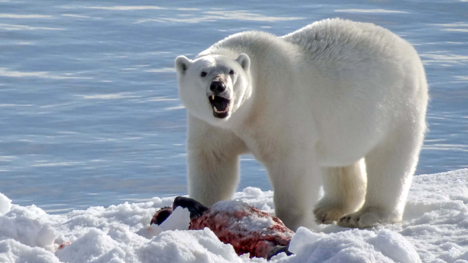 Eisbären beobachten im Grönland Nationalpark - (Foto: ©jfenson/Budget Travel)