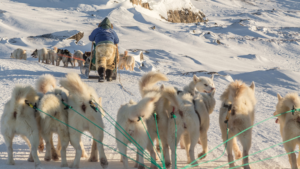 Hundeschlittentour in die Wildnis - (Foto: ©RubyRascal/Istock.com)