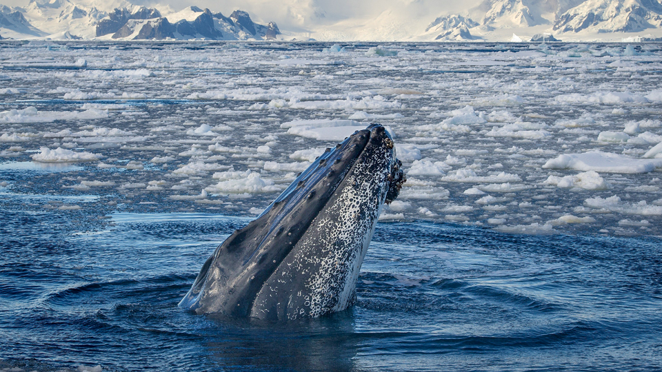 Buckelwale vor der Küste Grönlands - (Foto: ©MZPHOTO.CZ/Shutterstock Royalty Free)