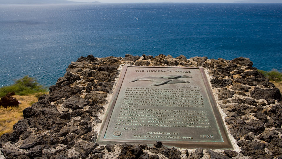 Papawai Point in West Maui ist ein großartiger Ort zur Walbeobachtung, besonders von Mitte November bis Mitte April - (Foto: © Greg Elms / Lonely Planet)