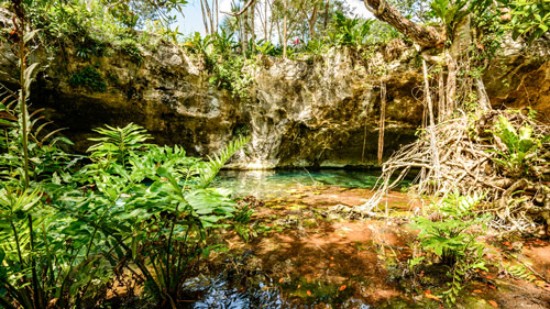 Blick aus der Gran Cenote, Yucatan, Mexico - (Foto: ©John Crux Photography/Getty Royalty Free) 