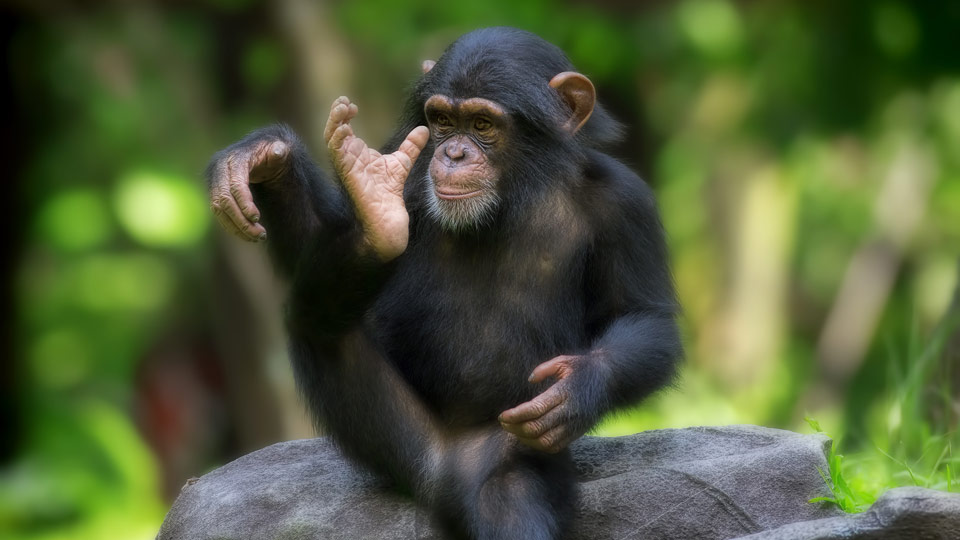 Jane Goodall erkannte früh die Bedrohung der Schimpansen durch Zerstörung von Lebensräumen sowie illegalen Tierhandel und gründete das Jane-Goodall-Institut - (Foto: ©Kjersti Joergensen/Shutterstock)
