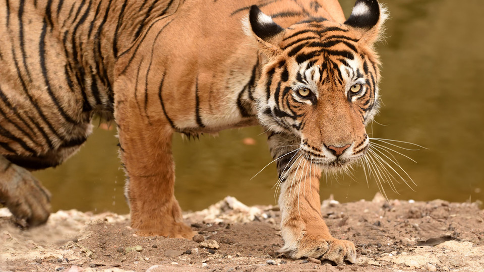 Bengalischer Tiger im Rantahambhore Nationalpark, Rajastan – (Foto: ©kavisimi/Shutterstock)