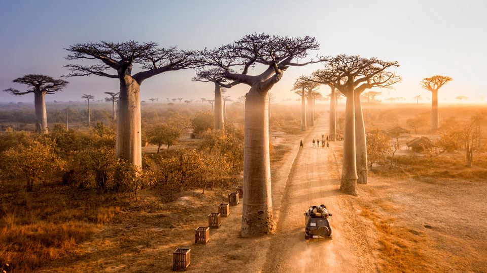 Die Affenbrotbäume gehören zu den Wahrzeichen Madagaskars - (Foto: © Michail Vorobyev/Shutterstock)