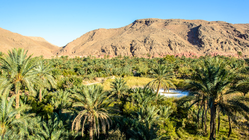 Dattelplantage von Garmeh - (Foto: ©Jakob Fischer/Shutterstock Royalty Free)