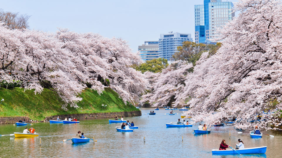 Sich eine Auszeit zu nehmen, um den Anblick der Kirschblüten zu genießen, ist eine Jahrhunderte alte japanische Tradition - (Foto: © Kyle Lin / Getty Images)