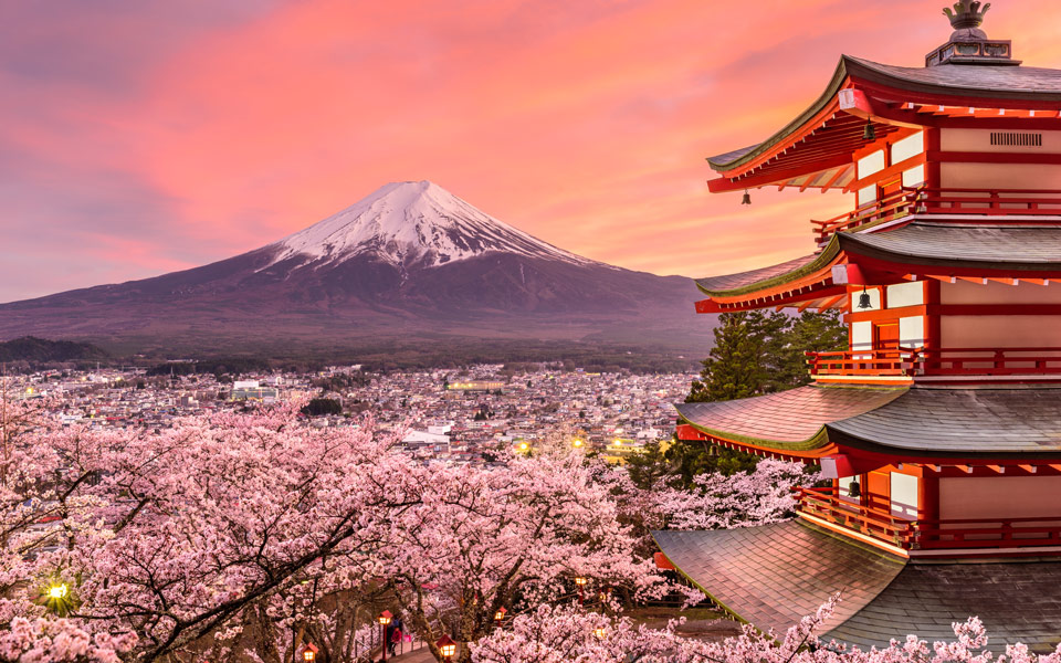 Kirschblüten in voller Pracht: bei Sonnenaufgang leuchtet die imposante Silhouette des Berges Fuji in bezauberndem Licht - (Foto: ©Sean Pavone/Shutterstock)