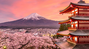 Kirschblüten in voller Pracht: bei Sonnenaufgang leuchtet die imposante Silhouette des Berges Fuji in bezauberndem Licht - (Foto: ©Sean Pavone/Shutterstock)