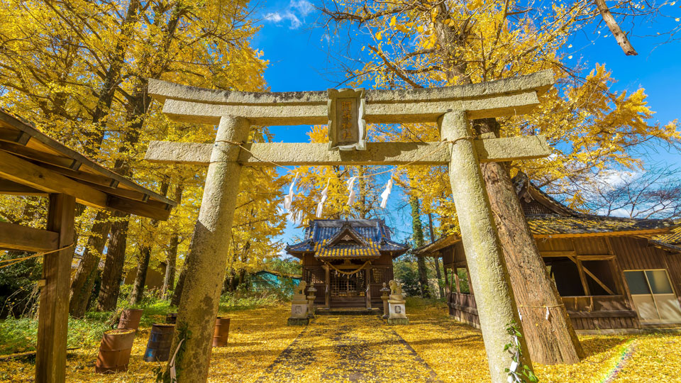 Dank unterschiedlicher Klimazonen und Breitengrade ist Japan ganzjährig traumhaft schön, eine besondere Stimmung findet sich am Aso Schrein in Kyushu - (Foto: © TakaH / Shutterstock)