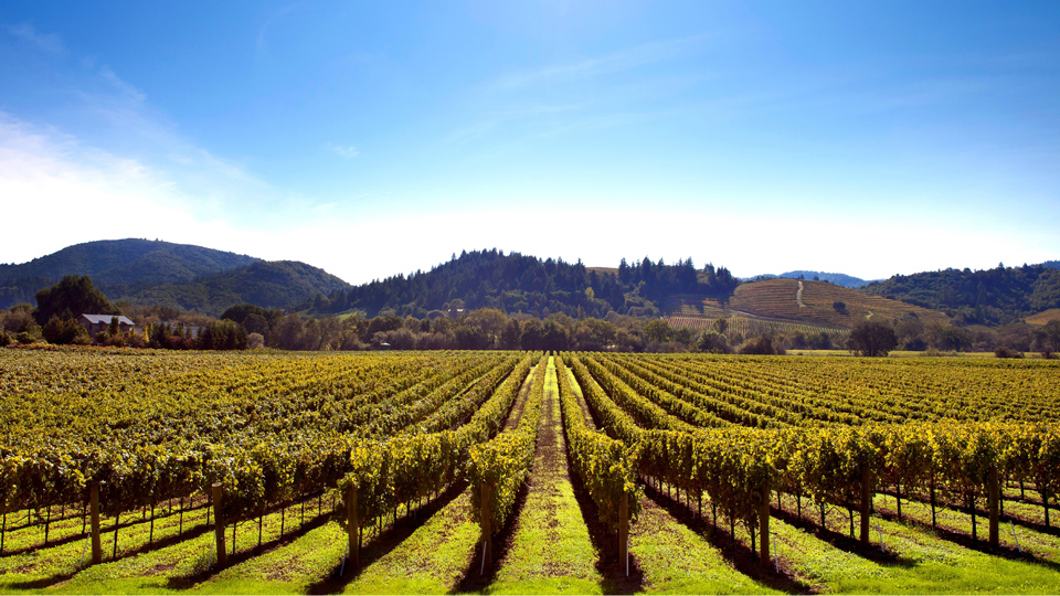 Sonnengeküsste Weinberge in Sonoma County - (Foto: © Geri Lavrov / Getty Images)