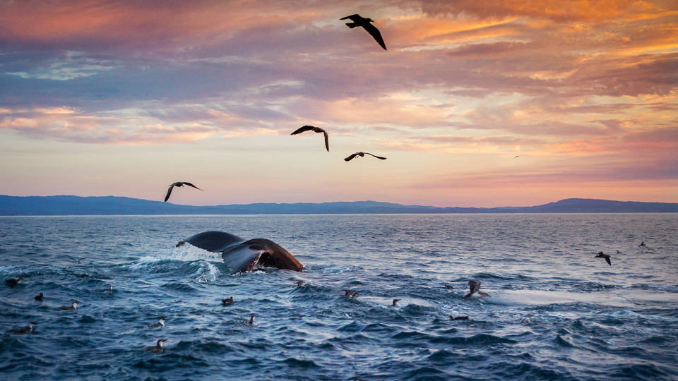 Ein Buckelwal taucht in die Gewässer von Monterey ein - (Foto: ©Chase Dekker Wild-Life Images/Getty Images)