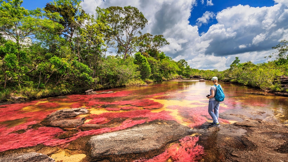 Jedes Jahr erblüht der Caño Cristales dank der Macarenia clavigera in seinen Tiefen in Rosa und Rot - (Foto: © sunsinger / Shutterstock)