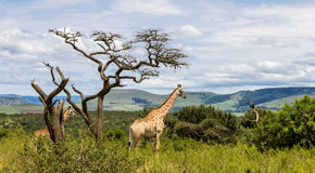 Anmutige Schönheiten: Giraffen in der südafrikanischen Wildnis - (Foto: ©Georg Schneider/EyeEm/Getty Images)